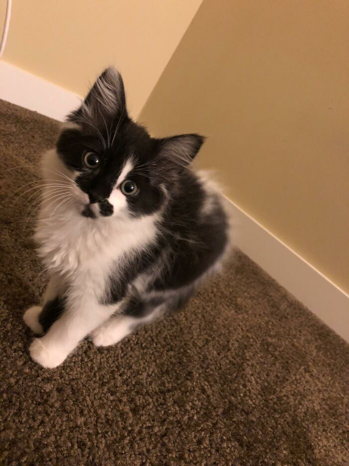 Adorable-Furry-Cats-Floofs