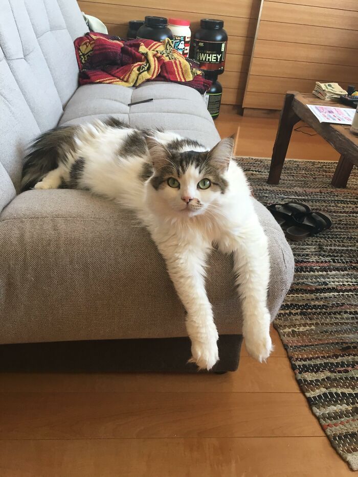 Adorable-Furry-Cats-Floofs