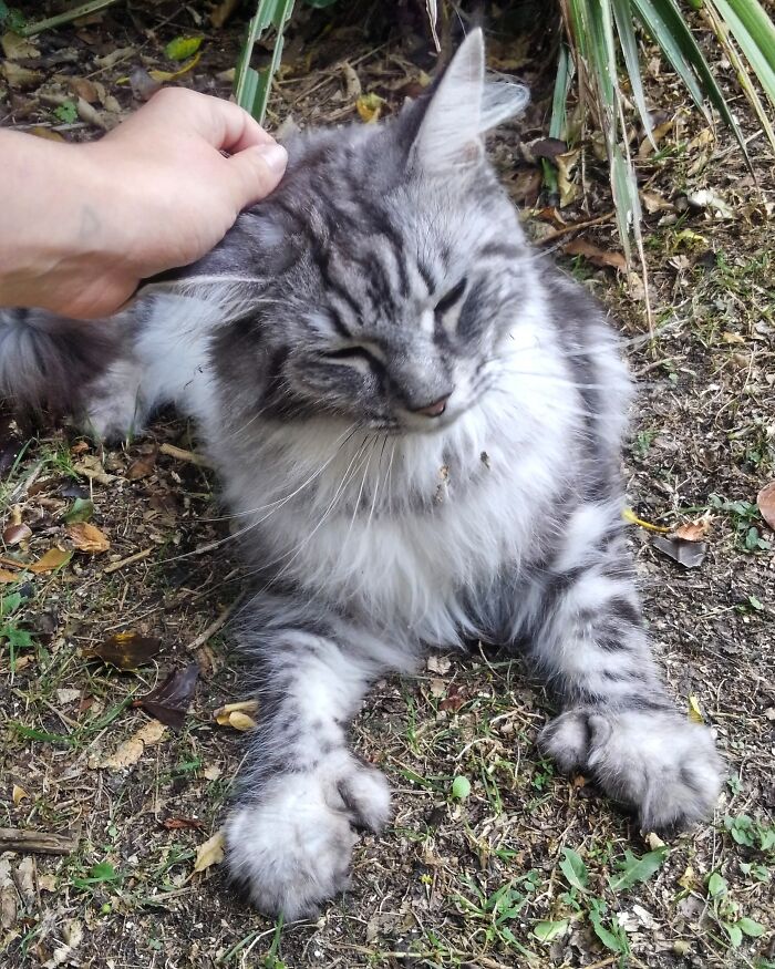 Adorable-Furry-Cats-Floofs