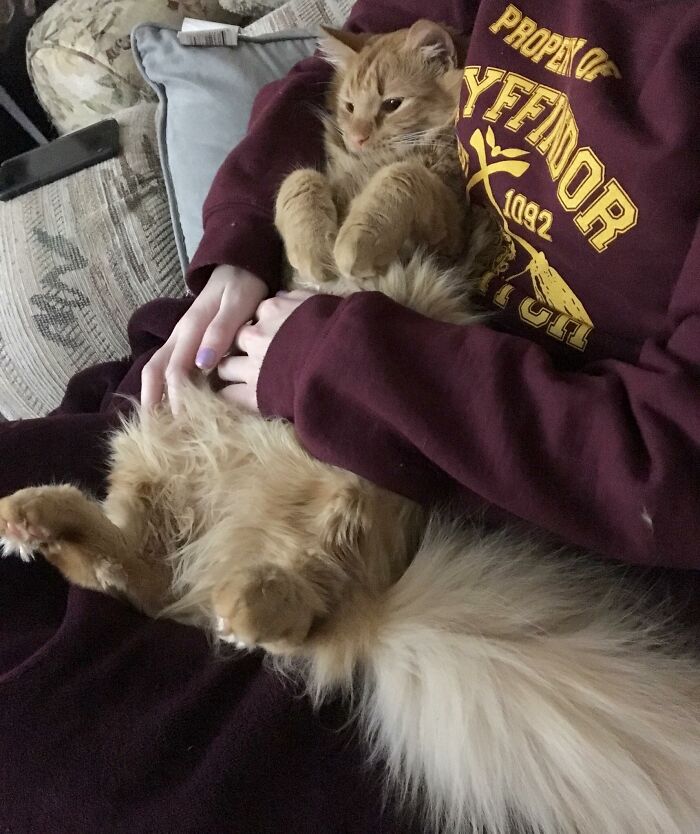 Adorable-Furry-Cats-Floofs