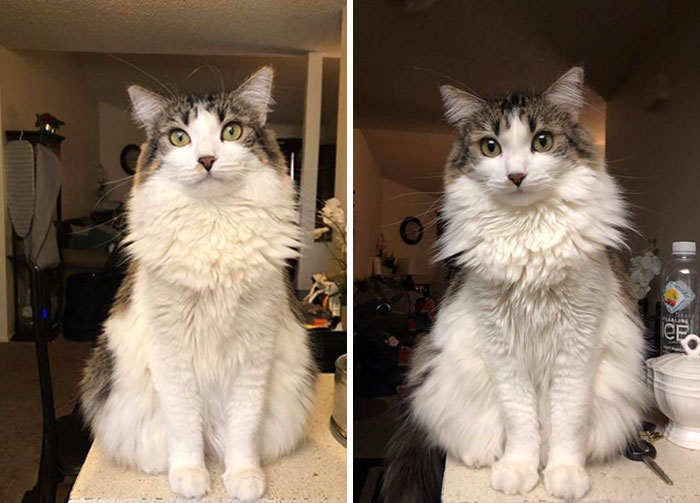 Adorable-Furry-Cats-Floofs