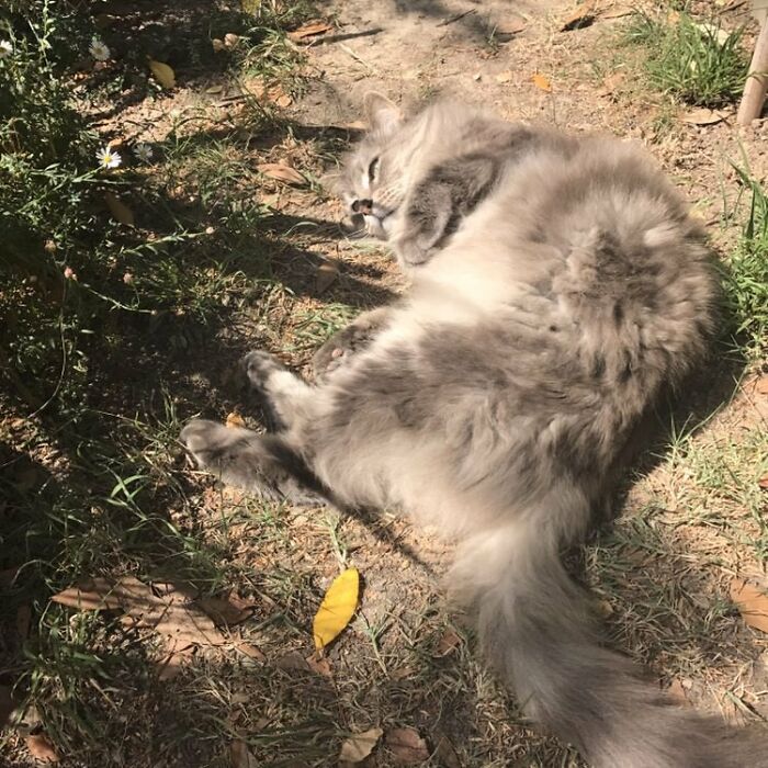 Adorable-Furry-Cats-Floofs