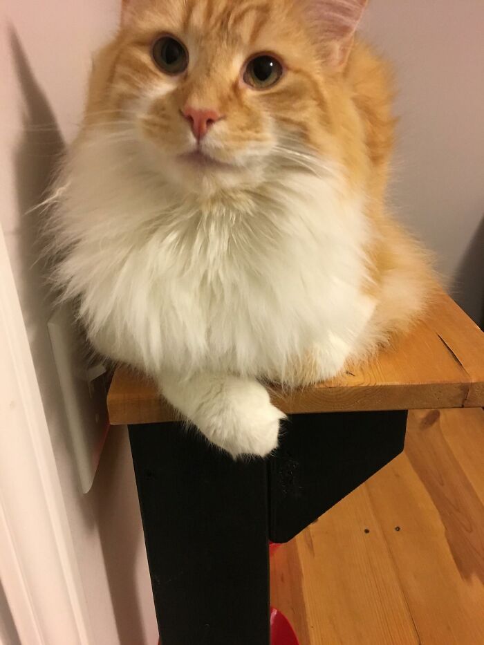 Adorable-Furry-Cats-Floofs