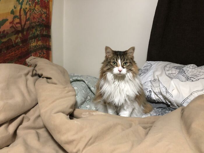 Adorable-Furry-Cats-Floofs