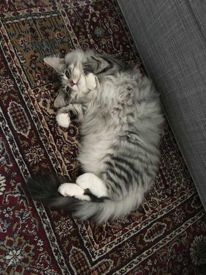 Adorable-Furry-Cats-Floofs