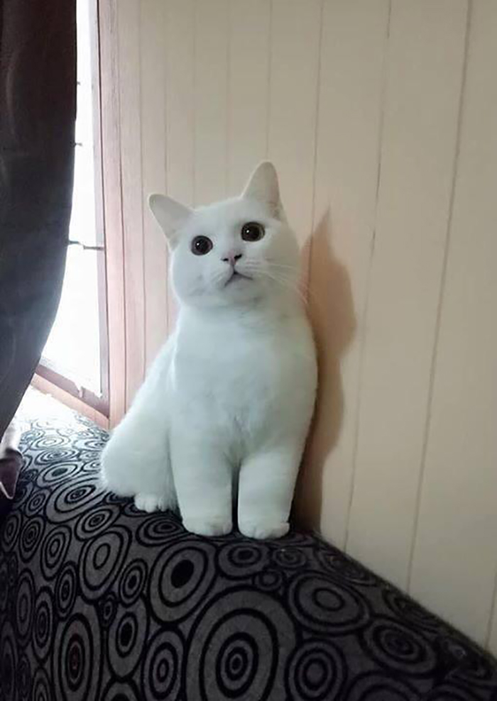 Adorable-Furry-Cats-Floofs