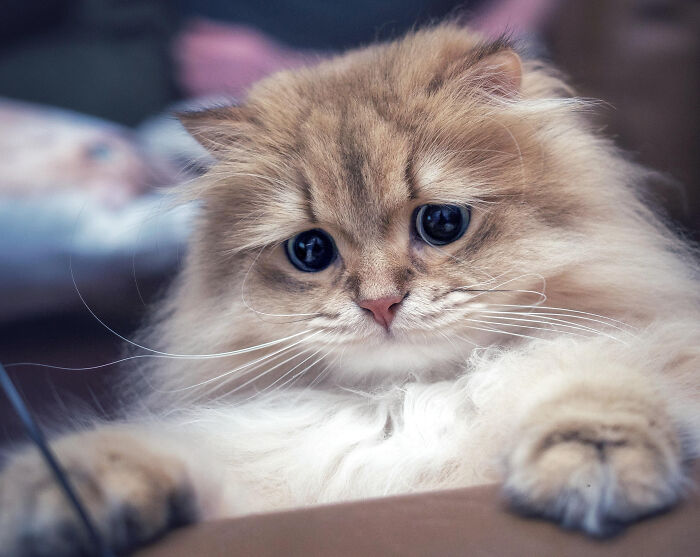 Adorable-Furry-Cats-Floofs