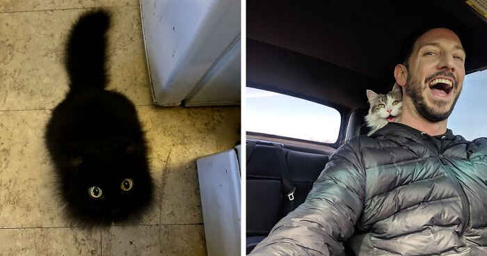 People Are Loving This Online Group That Is Dedicated To Sharing Pictures Of The Fluffiest Cats Ever (50 Pics)