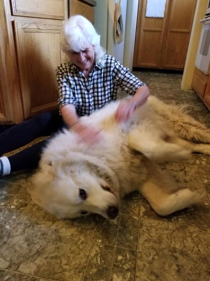 Adorable-Grandpawrents-Challenge