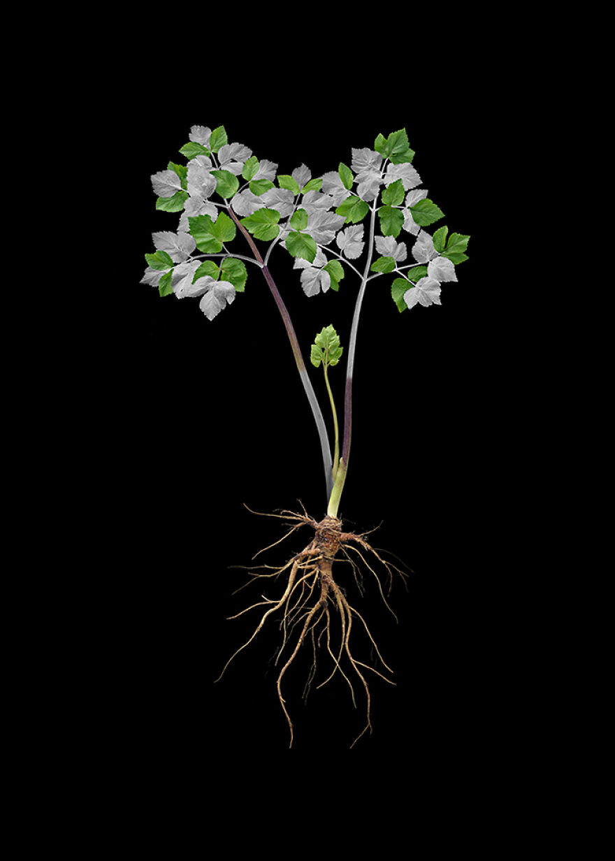 Angelica, Archival Pigment Print, 16"X20", 2020