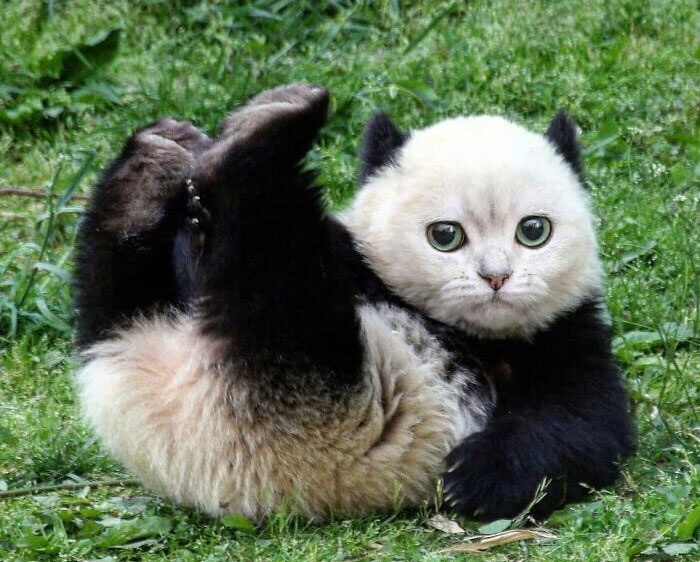 Person Shows What Everything Would Look Like If It Had A Cat’s Face And The Result Is Funny Yet Disturbing (30 New Pics)