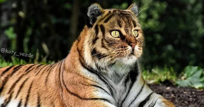 Person Shows What Everything Would Look Like If It Had A Cat’s Face And The Result Is Funny Yet Disturbing (30 New Pics)