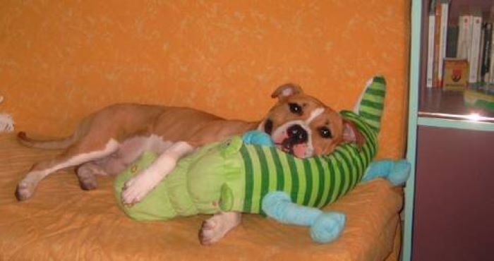 My Late Dog And His Girlfriend