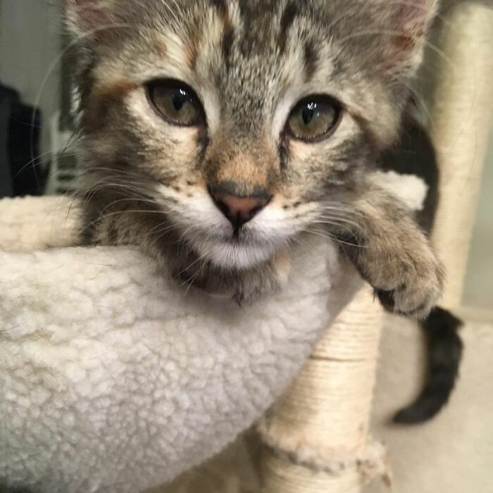 Soulful Dottie. She Looks At You With So Much Heart And Love In Her Eyes Everytime!