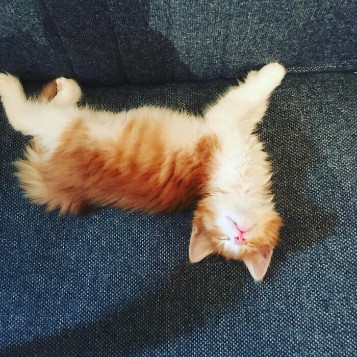 My Favorite Picture Of Miss Lucy Lu! (So Tiny, So Floofy)