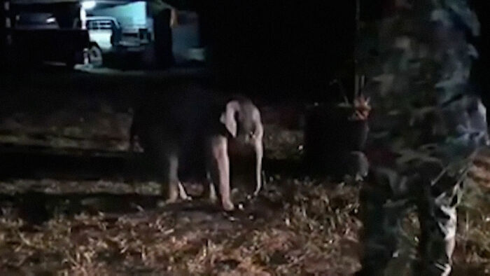 Baby Elephant Who Looked Dead After Being Hit By A Motorcycle Receives CPR, Survives And Is Reunited With The Mother Baby Elephant Who Looked Dead After Being Hit By A Motorcycle Receives CPR, Survives And Is Reunited With The Mother