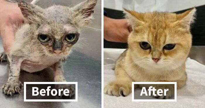 This Online Community Shares Before And After Adoption Pics, Shows How Love And Care Changes Cats (30 New Pics)