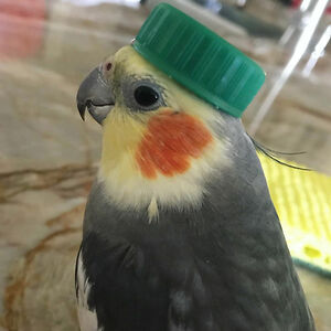 2025rosario-elizabeth avatar