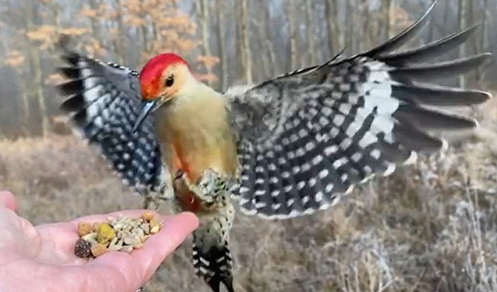 Photographer Records Fun Videos Of Birds Eating From Her Palm In Slow Motion