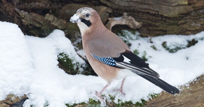 I’ve Been Photographing Gorgeous Jays In My Garden For The Past Years And I’ve Learned To Tell Them Apart By Their Black And Blue “Barcodes”
