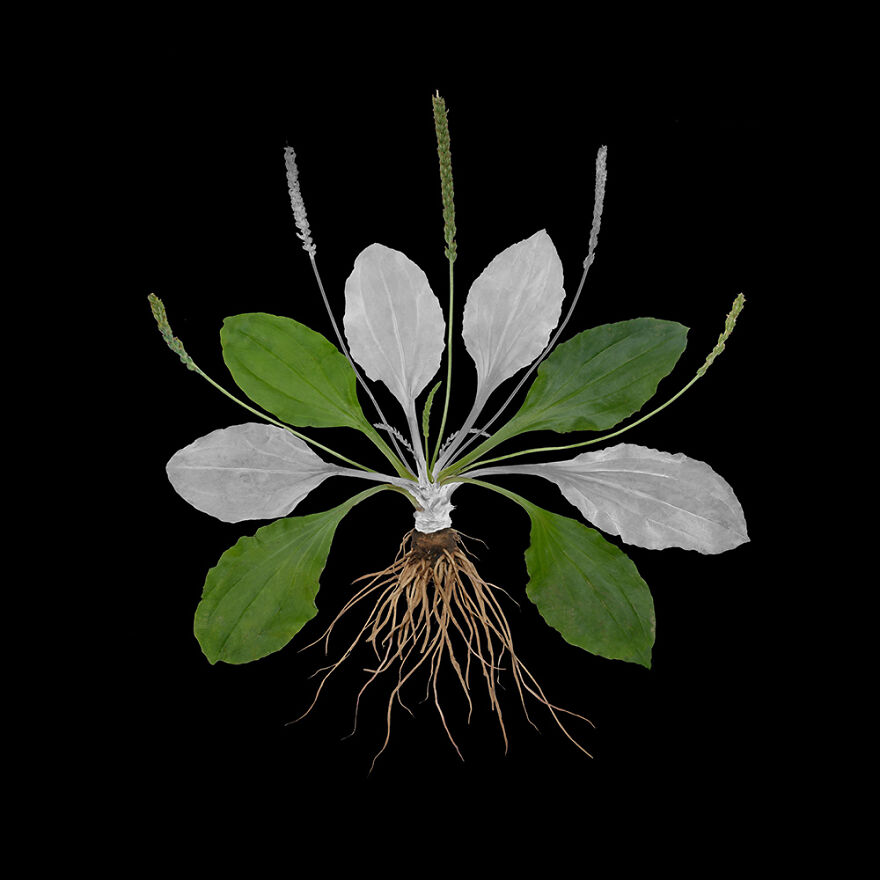 Broadleaf Plantain, Archival Pigment Print, 12"X12", 2020