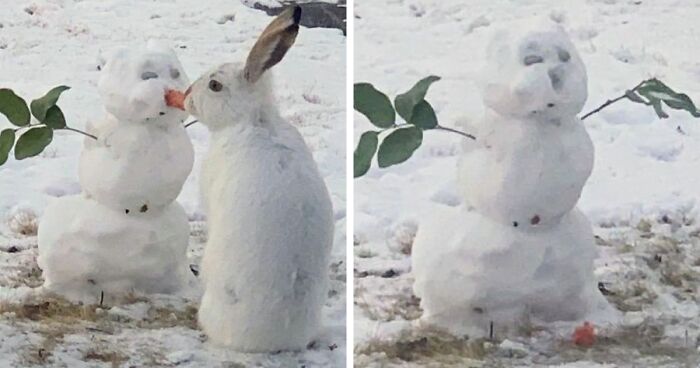 Over 64K People On YouTube Can’t Get Enough Of This Video Capturing A Bunny Chomping A Snowman’s Carrot Nose