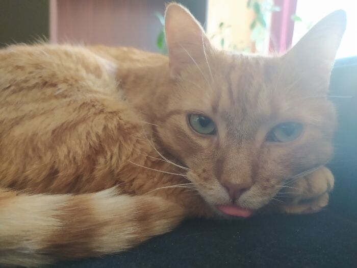 He Doesn't Seem To Notice That His Tongue Is Sticking Out