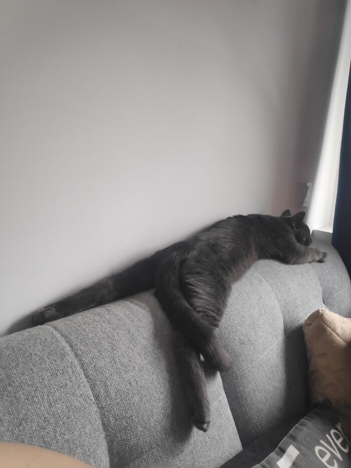 Who Has The Longest Legs?