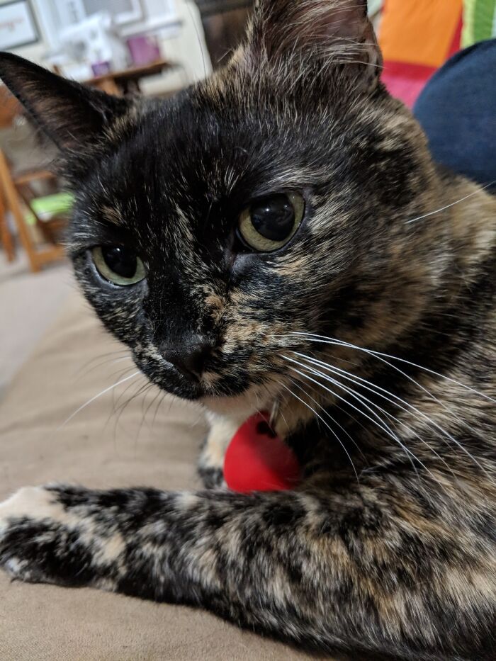 My Lovely Girl, Shelby