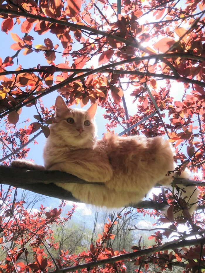 My Tree Climbing Adventure Kitty