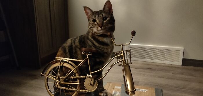 Meet Cherry!. Hardly Stays Still.