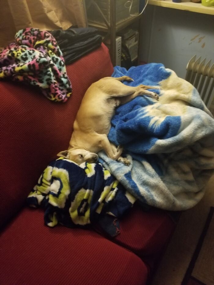 Marley Loves To Sleep Upside-Down.