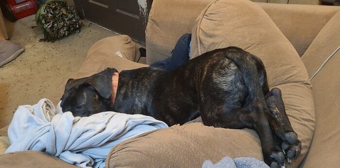 Her Preferred Method Of Napping.