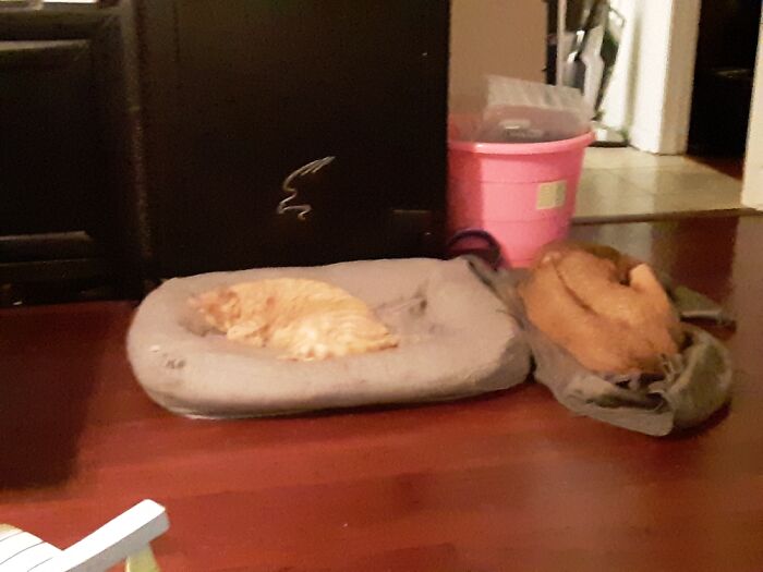 T-Rex Constantly Kicks The Dogs Out Of Their Own Bed, Lol.