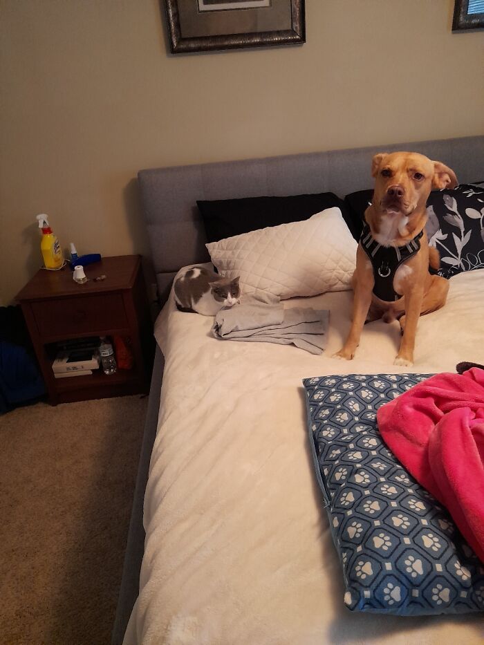 The Dog Is Terrified Of The Cat, Anf