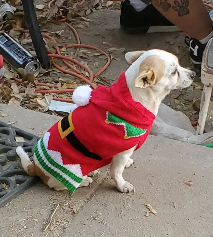 He Was So Mad About Wearing This Sweater.
