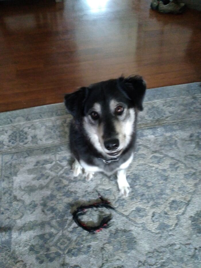 Sorry About The Blurry Picture Of Calli!