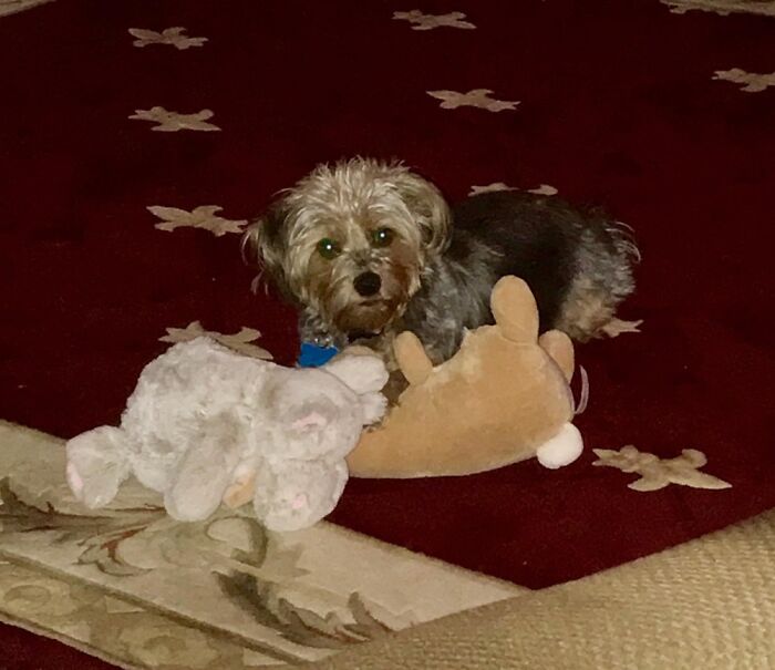 Abby...rescued From A Puppy Mill And Is Now Loved