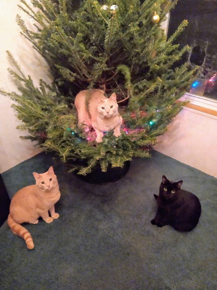 What, We're Not Supposed To Do This? (Or Create Giant Holes In The Window Screens?!)