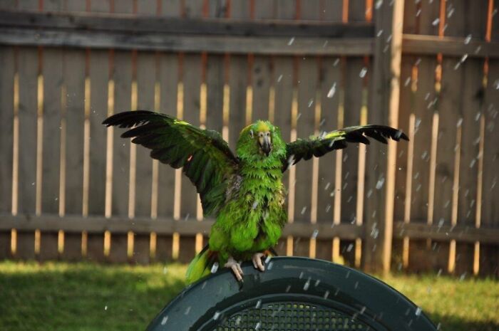 R.i.p...louie..she Was Such A Character