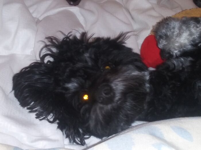 My Little Baby, Toby. He Totally Melts My ❤️