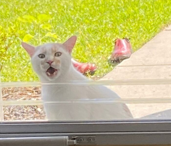 Never Stops Screaming. Special This One