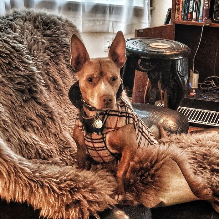 My Chihuahua/Pit Rescue, Max... He's Such A Serious Dog Of Distinction!