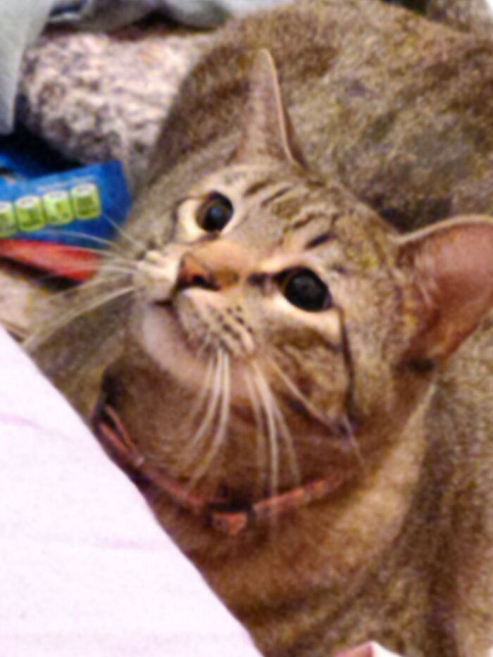 Had Her Favorite Toy On My Bed, She Heard It And Gave Me This Look