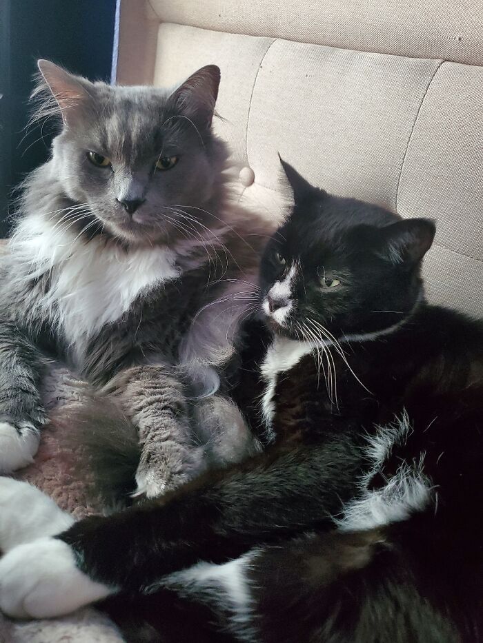 Myschka And Max. Siblings. Rescues. Extremely Smart And Loving. Over 20lbs Each.