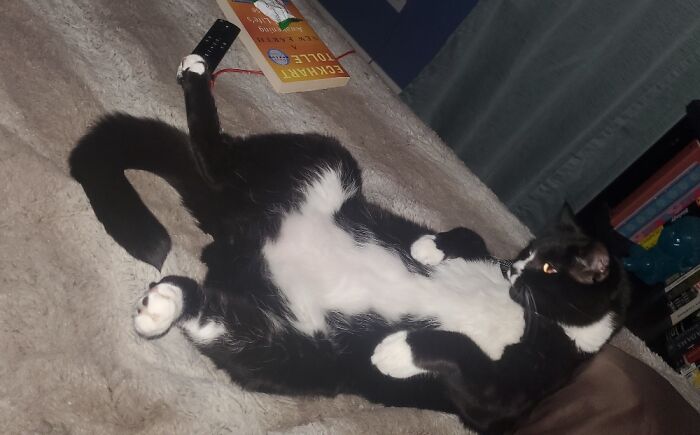 This Is How He Watches TV With Me Before Bed Yes He Has His Own Pillow. Yes I'm Single Lol.