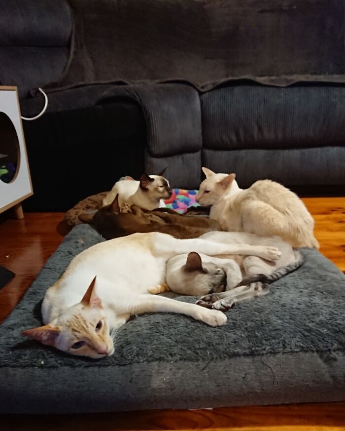 They Love The Heater So Much They Scramble To Take The Besy Possible Position