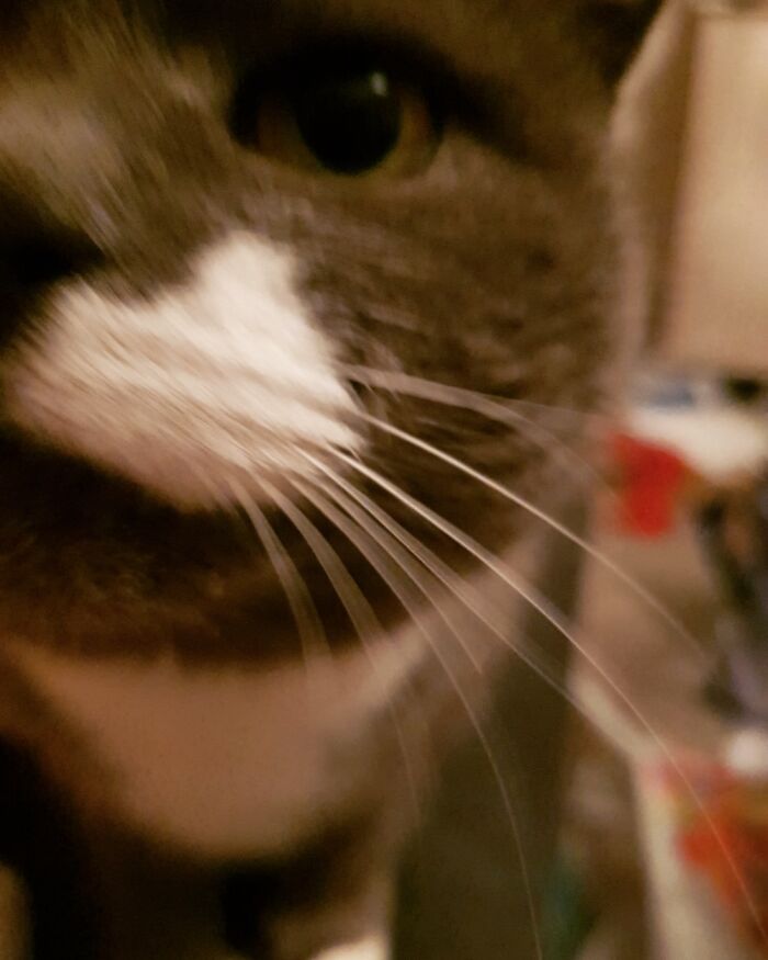 Cocos Don't Care About Social Distance