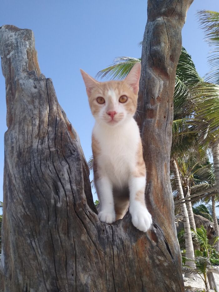 Dusty Likes To Explore The Beach