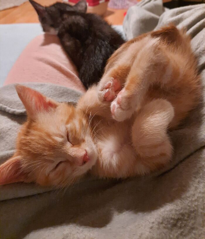 Orwell Slept Like This For Almost An Hour. Little Sleepy Head :)